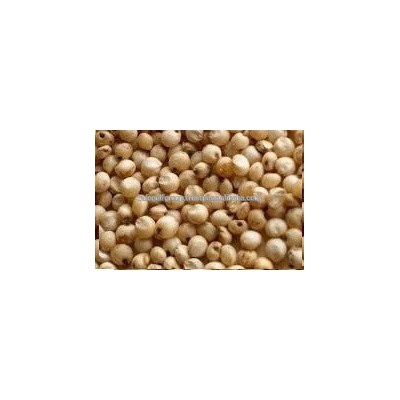 Sorghum (Jowar)